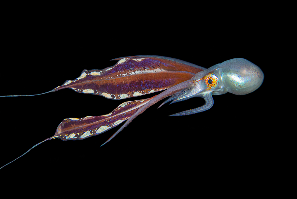 blanket octopus female with her long skirt it is very colorful